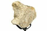 Fossil Hadrosaur Partial Vertebra w/ Metal Stand - South Dakota #335502-1